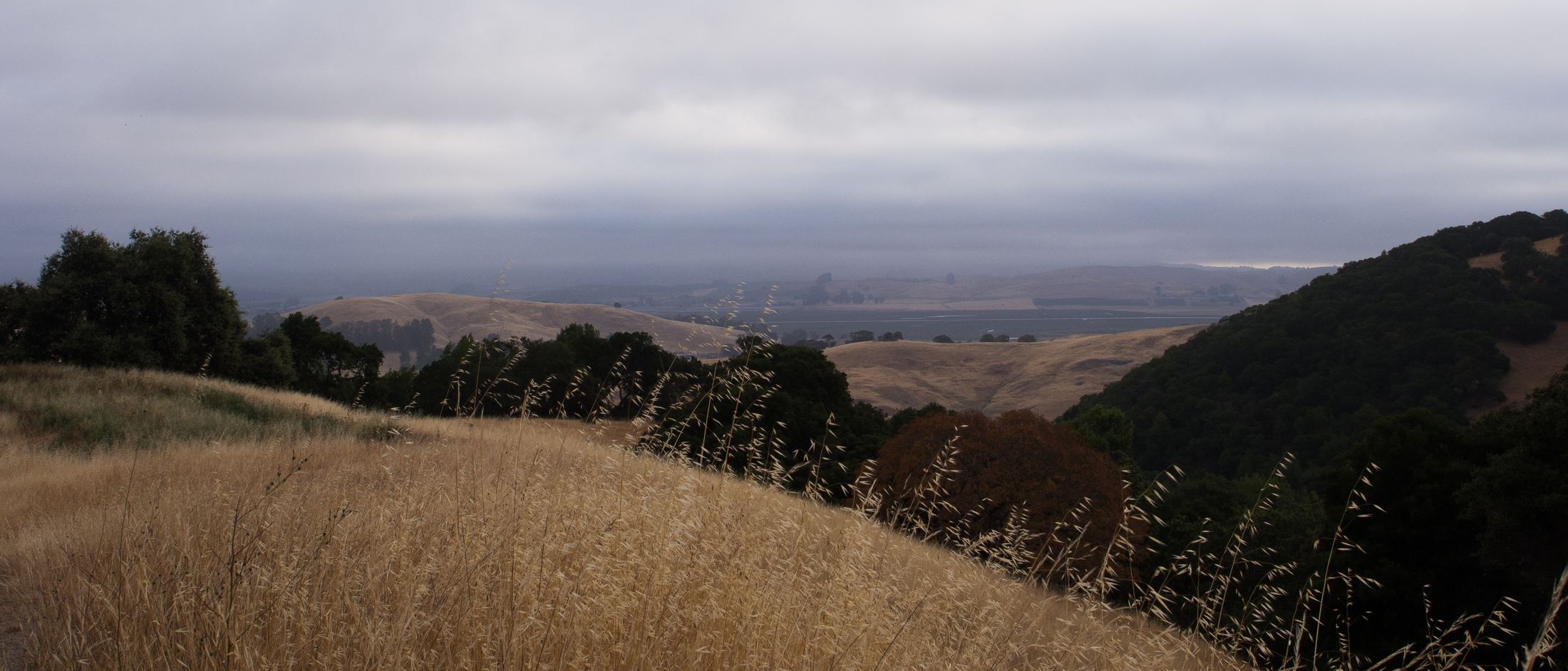 Golden grass and mist across hills south of Petaluma