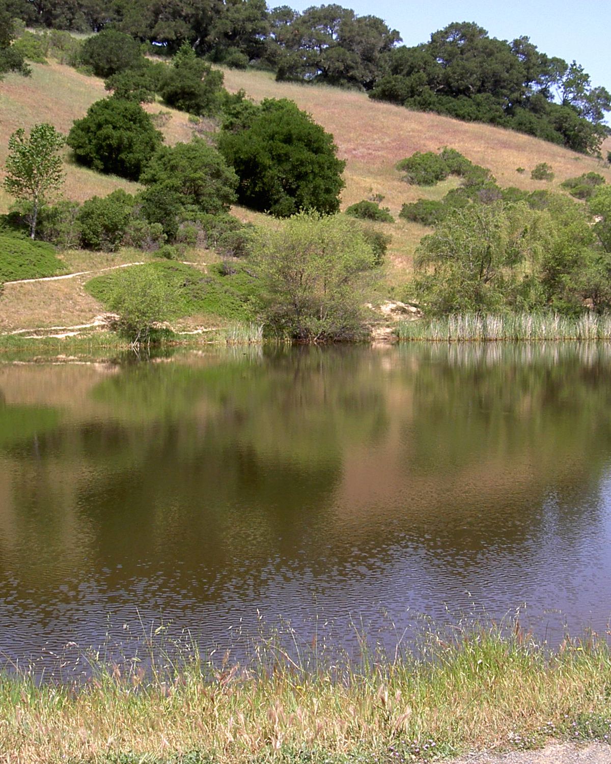 A pond below an oak hillside at Helen Putnam Regional Park, west Petaluma