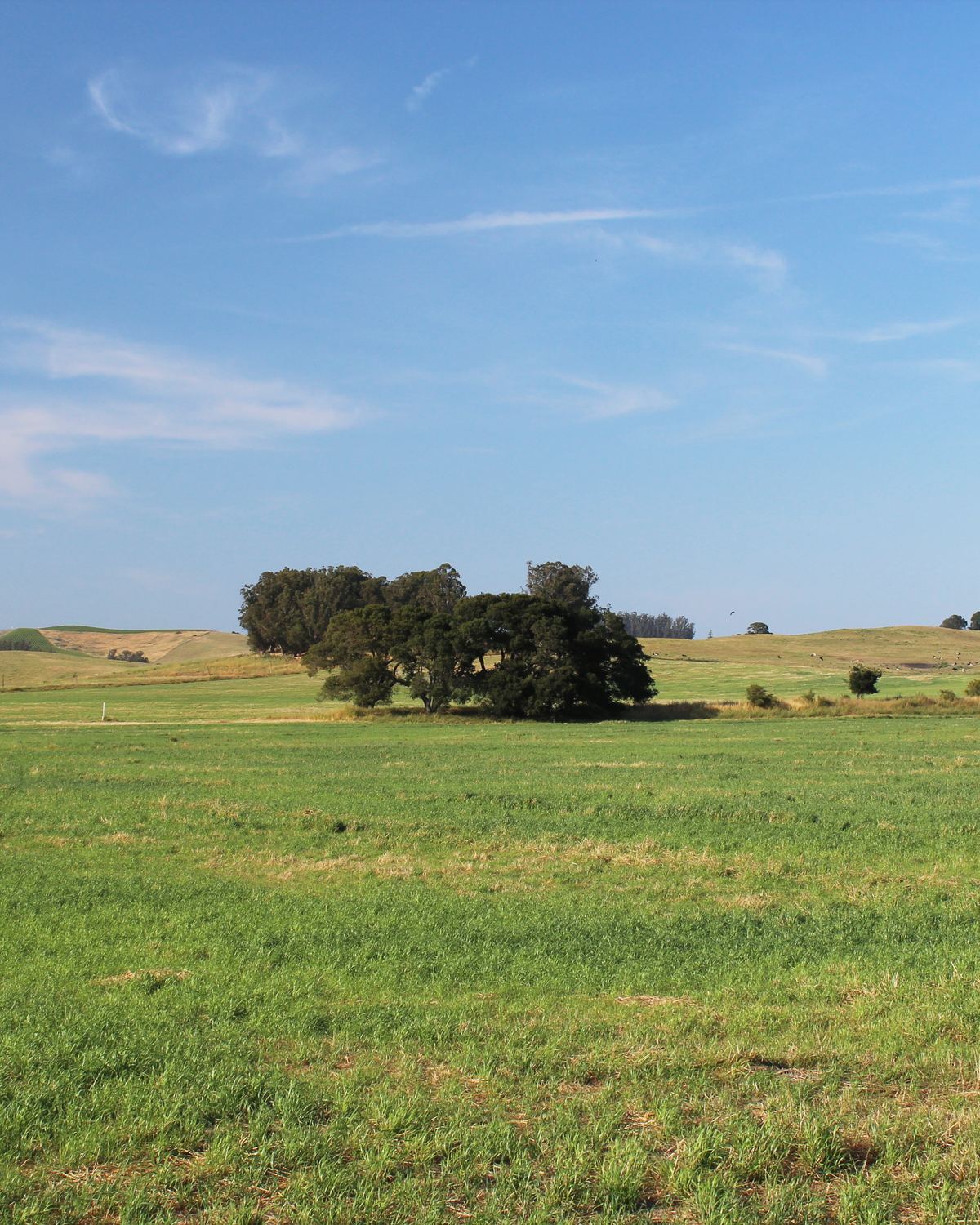 Green pasture and oaks along Pepper Road near Mecham Road, Two Rock